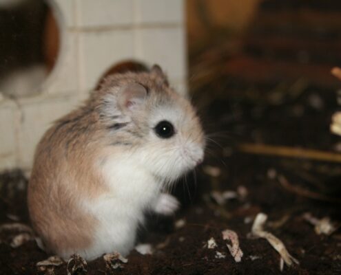 Roborovski (Cüce) Hamster