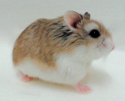 Roborovski (Cüce) Hamster
