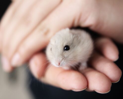 Roborovski (Cüce) Hamster