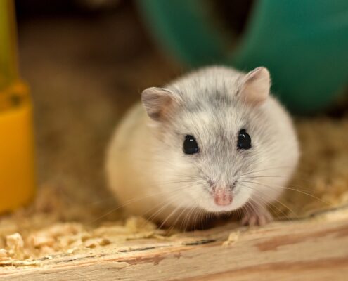 Roborovski (Cüce) Hamster