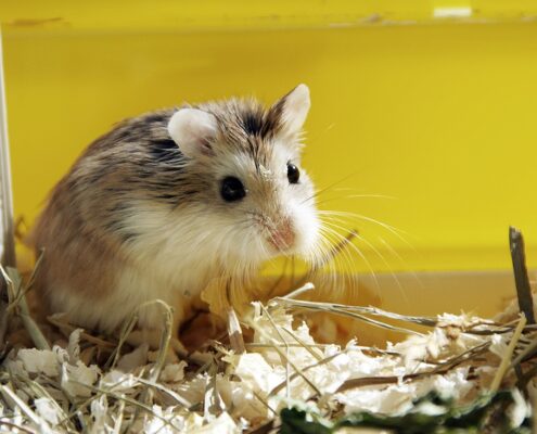 Roborovski (Cüce) Hamster