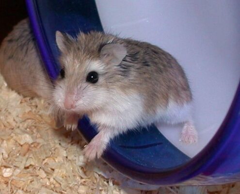Roborovski (Cüce) Hamster