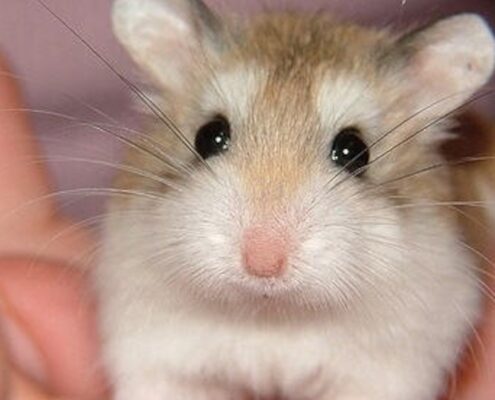 Roborovski (Cüce) Hamster