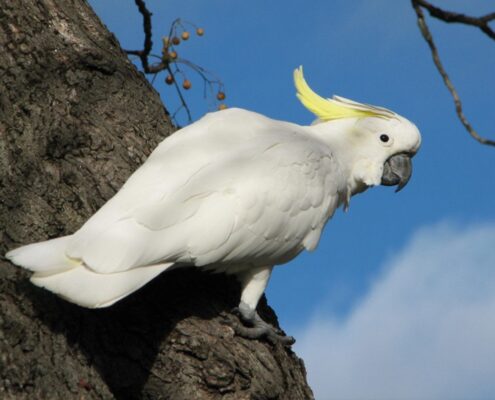 Kakadu Papağanı