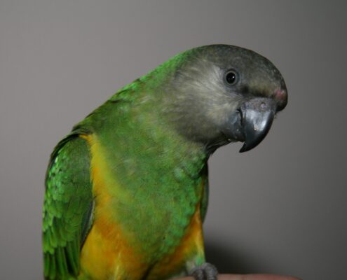 Senegal Papağanı