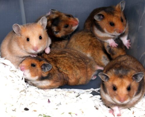Suriye Hamsterı