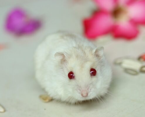 Cüce Rus (Kış Beyazı, Sibirya) Hamsterı