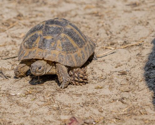 Trakya Kaplumbağası (Testudo Hermanni) Trakya Kaplumbağası (Testudo Hermanni)