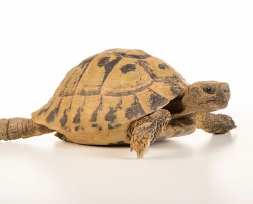 Trakya Kaplumbağası (Testudo Hermanni) Trakya Kaplumbağası (Testudo Hermanni)