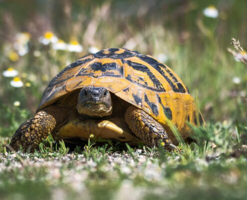 Trakya Kaplumbağası (Testudo Hermanni) Trakya Kaplumbağası (Testudo Hermanni)