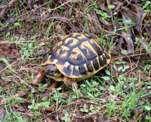 Trakya Kaplumbağası (Testudo Hermanni) Trakya Kaplumbağası (Testudo Hermanni)