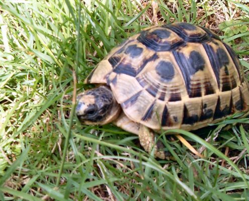 Trakya Kaplumbağası (Testudo Hermanni) Trakya Kaplumbağası (Testudo Hermanni)