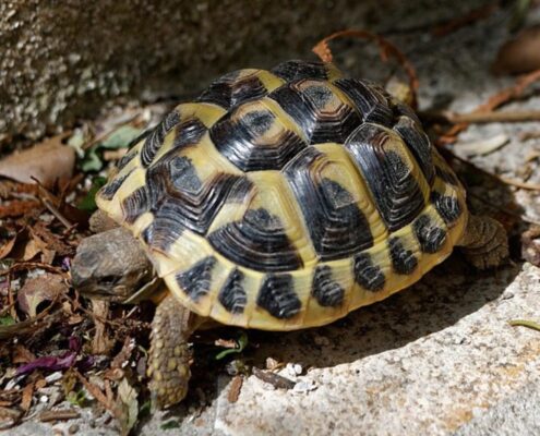 Trakya Kaplumbağası (Testudo Hermanni) Trakya Kaplumbağası (Testudo Hermanni)