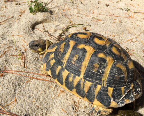 Trakya Kaplumbağası (Testudo Hermanni) Trakya Kaplumbağası (Testudo Hermanni)