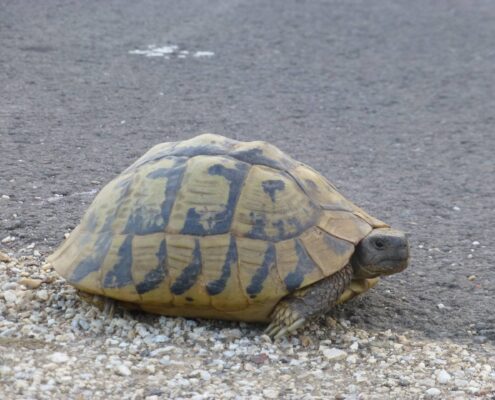 Trakya Kaplumbağası (Testudo Hermanni) Trakya Kaplumbağası (Testudo Hermanni)