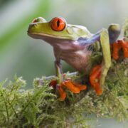 Ağaç Kurbağası (Tree Frog)