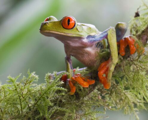 Ağaç Kurbağası (Tree Frog)
