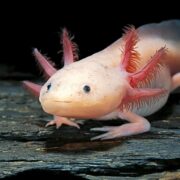 Aksolotl (Axolotl)