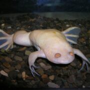 Albino Kurbağa