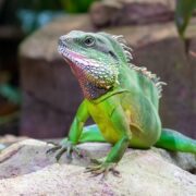 Çin Su Ejderi (Chinese Water Dragon)