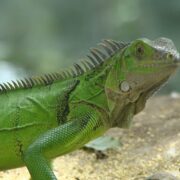 En Popüler İguana Türleri