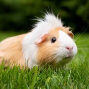 Ginepig (Guinea Pig) Türleri ve Özellikleri