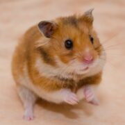 İlk Defa Hamster Besleyeceklerin Bilmesi Gerekenler