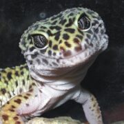 Leopard Gecko