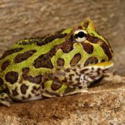 Pacman Frog