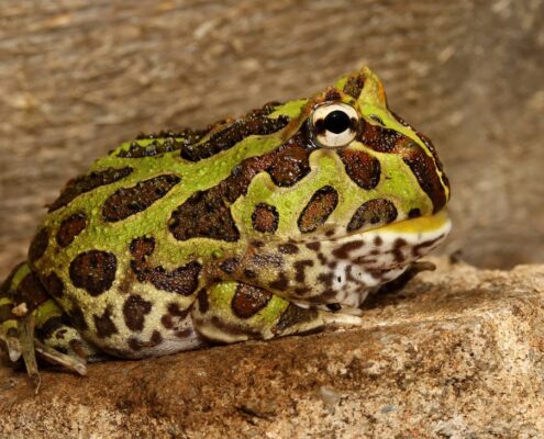 Pacman Frog