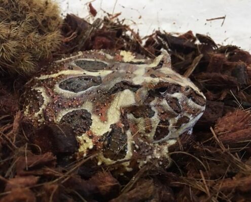 Pacman Frog