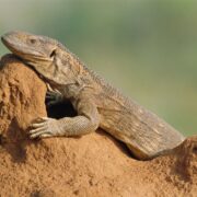 Savannah Monitor