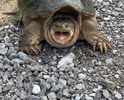 Snapping Turtle (Su Kaplumbağası) Snapping Turtle (Su Kaplumbağası)