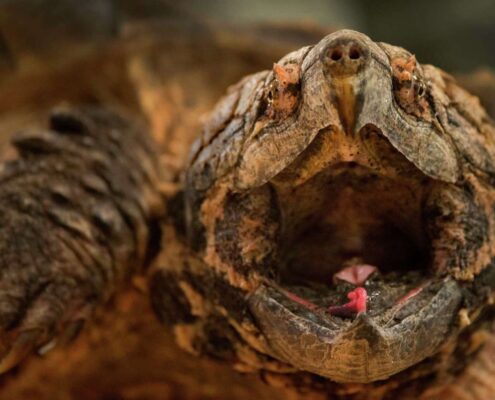 Snapping Turtle (Su Kaplumbağası) Snapping Turtle (Su Kaplumbağası)