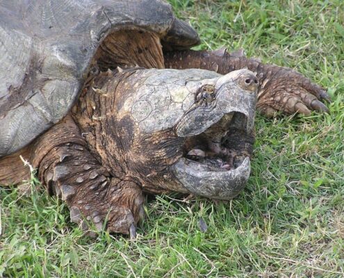 Snapping Turtle (Su Kaplumbağası) Snapping Turtle (Su Kaplumbağası)