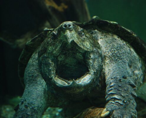 Snapping Turtle (Su Kaplumbağası) Snapping Turtle (Su Kaplumbağası)