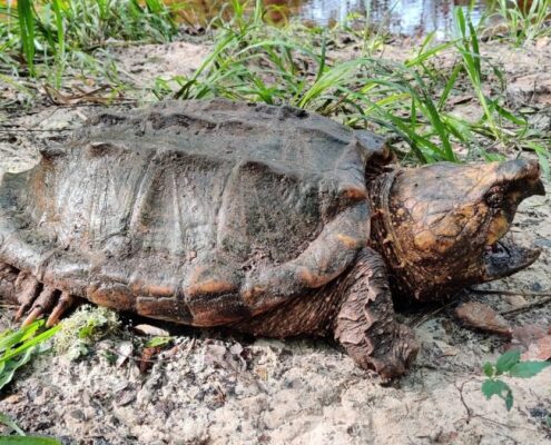Snapping Turtle (Su Kaplumbağası) Snapping Turtle (Su Kaplumbağası)