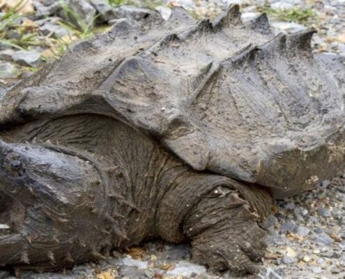 Snapping Turtle (Su Kaplumbağası) Snapping Turtle (Su Kaplumbağası)