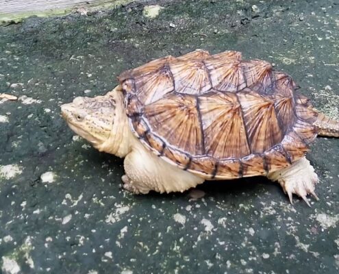 Snapping Turtle (Su Kaplumbağası) Snapping Turtle (Su Kaplumbağası)
