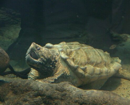 Snapping Turtle (Su Kaplumbağası) Snapping Turtle (Su Kaplumbağası)