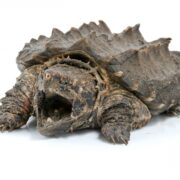 Snapping Turtle (Su Kaplumbağası)