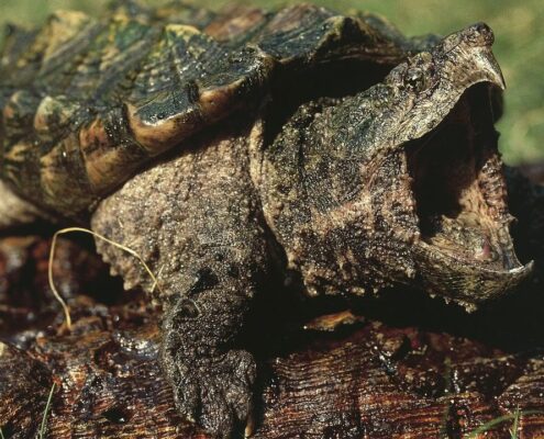Snapping Turtle (Su Kaplumbağası) Snapping Turtle (Su Kaplumbağası)