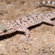 Akdeniz Ev Geckosu