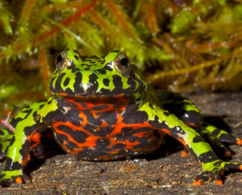 Ateş Karınlı Kurbağa (Fire Bellied Toad)