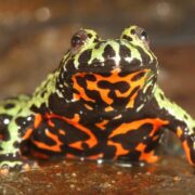 Ateş Karınlı Kurbağa (Fire Bellied Toad)