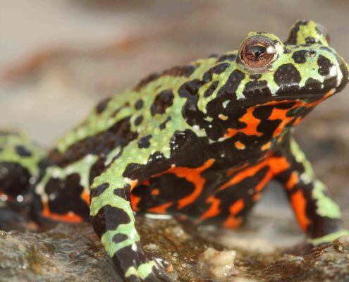 Ateş Karınlı Kurbağa (Fire Bellied Toad)