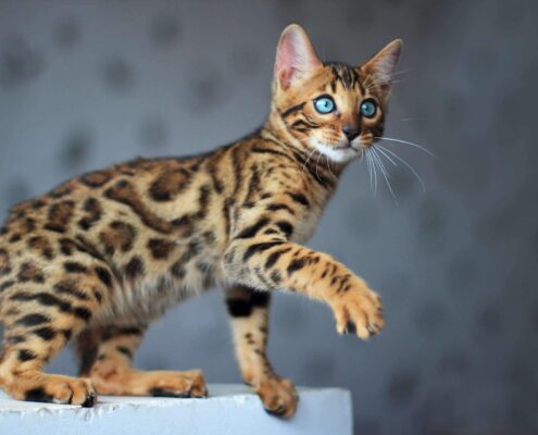 Bengal Kedisi