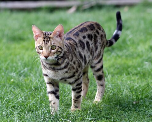 Bengal Kedisi