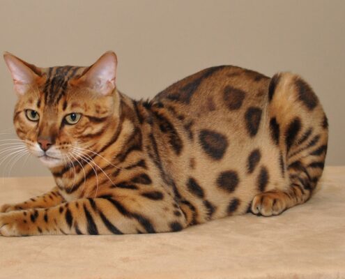 Bengal Kedisi