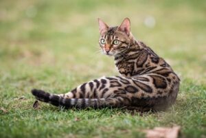 Bengal Kedisi